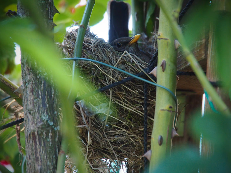 Hausamsel brütet im Nest