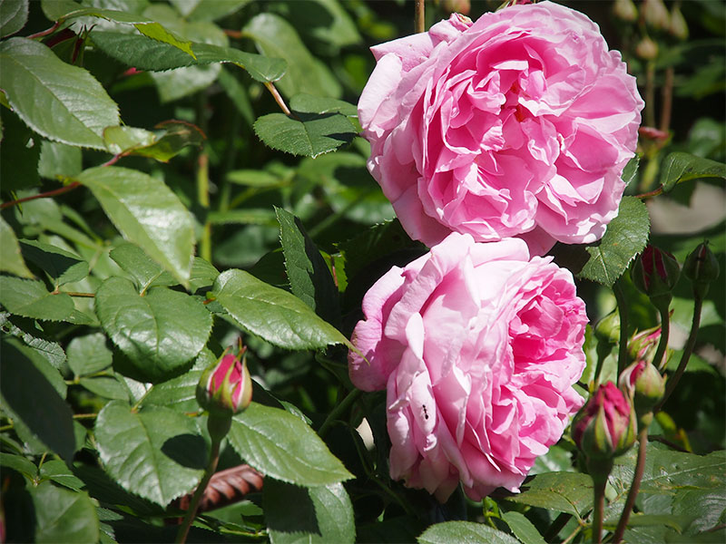 Die ersten Rosen des Jahres 2014 blühen