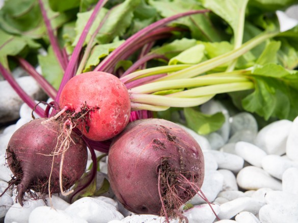 Rote Rübchen aus dem Hochbeet