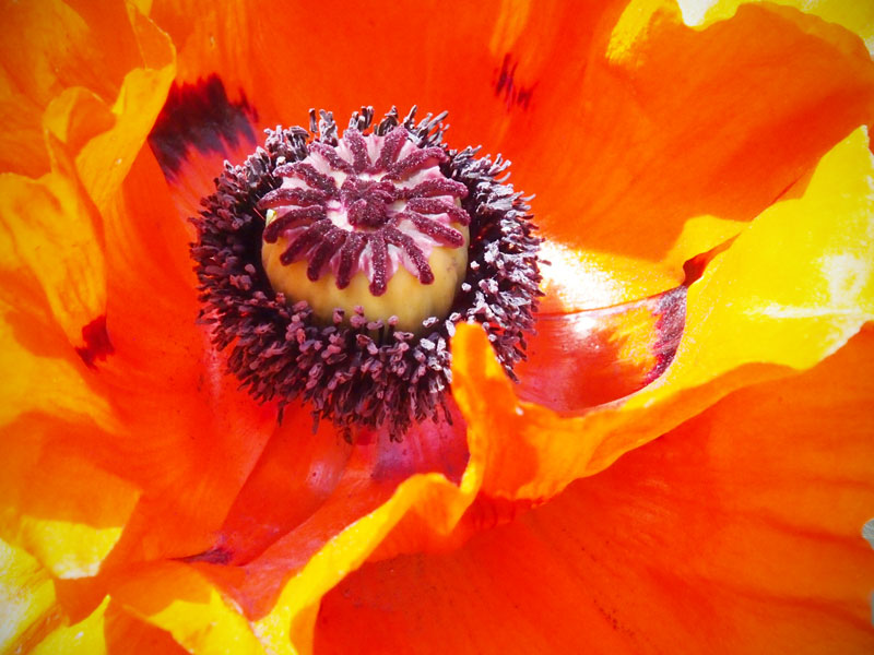 Türkischer Mohn: Die erste Riesenblüte in diesem Jahr