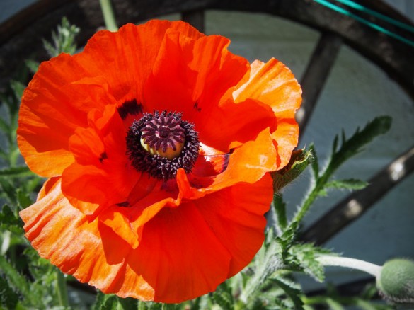 Türkischer Mohn-02