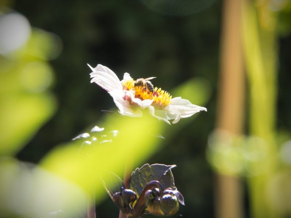 Dahilen ungefüllt für Bienen-03