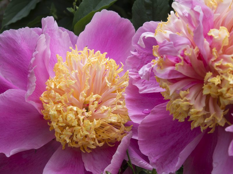 Pfingstrose-Paeonia-2014-01