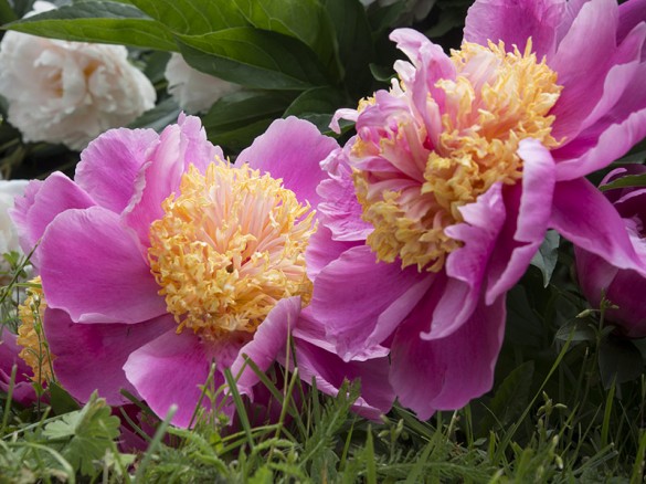 Pfingstrose-Paeonia-2014-03