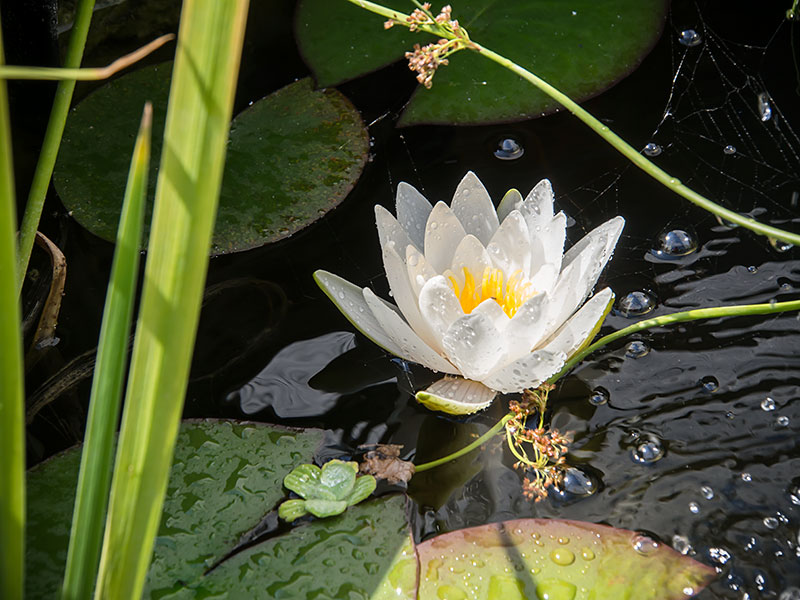 Seerose blüht