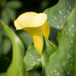 Calla (Zantedeschia) 2014