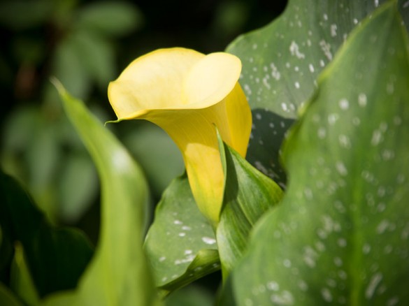 Calla (Zantedeschia) 2014