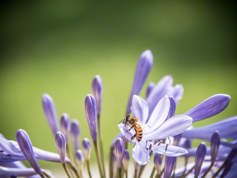 Bienen im Gartenjahr