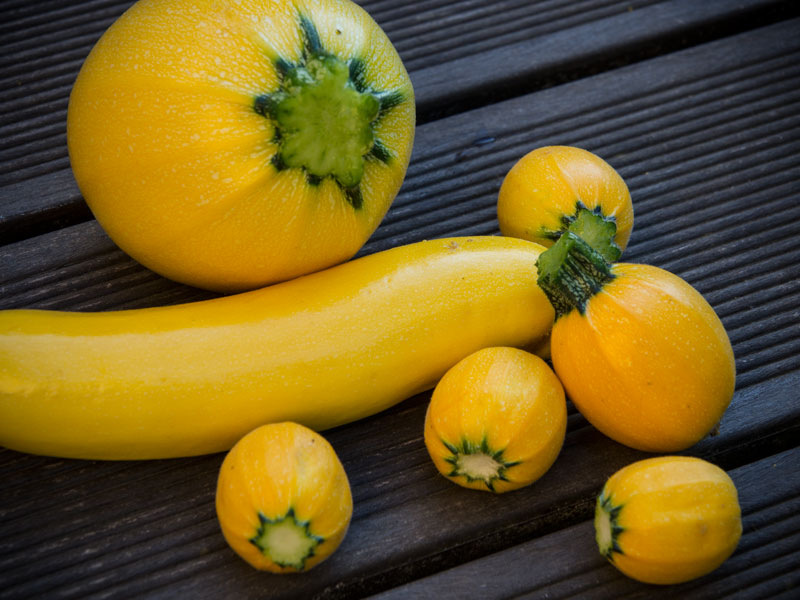 Gelbe Zucchini, Gemüse 2014