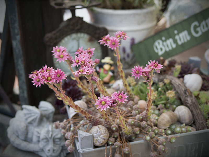 Dachwurz blüht (Sempervivum)