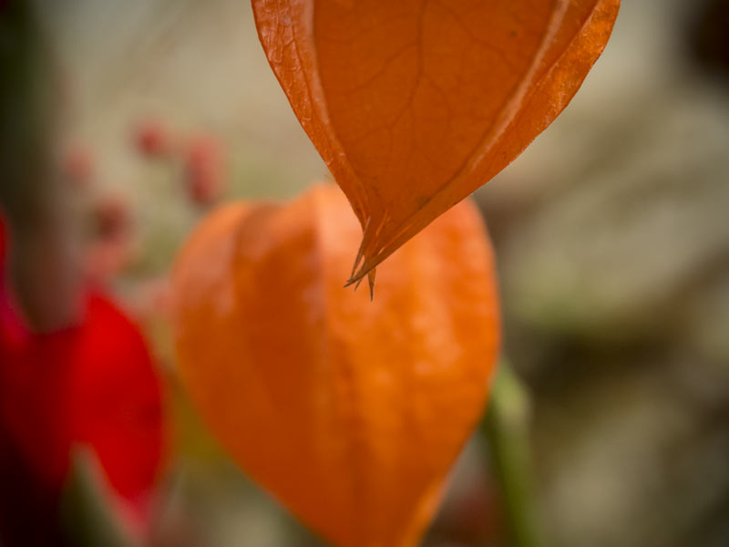 Internationale-Gartenbaumesse-Tulln-2014-Lampionblume