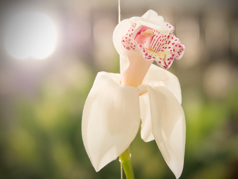 Internationale-Gartenbaumesse-Tulln-2014-Orchidee