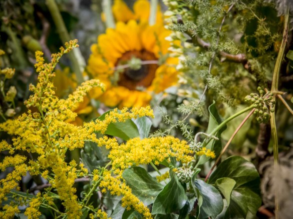 Internationale-Gartenbaumesse-Tulln-2014-Sonnenblume