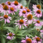 Sonnenhut-Echinacea-01