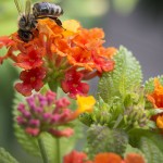 Wandelröschen und eine Biene