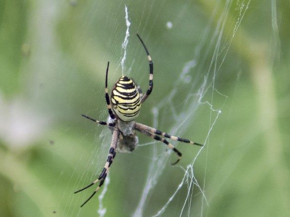 Zebraspinne-Burgenland-2014-02