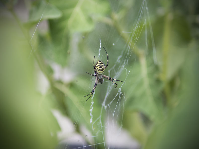 Zebraspinne-Burgenland-2014