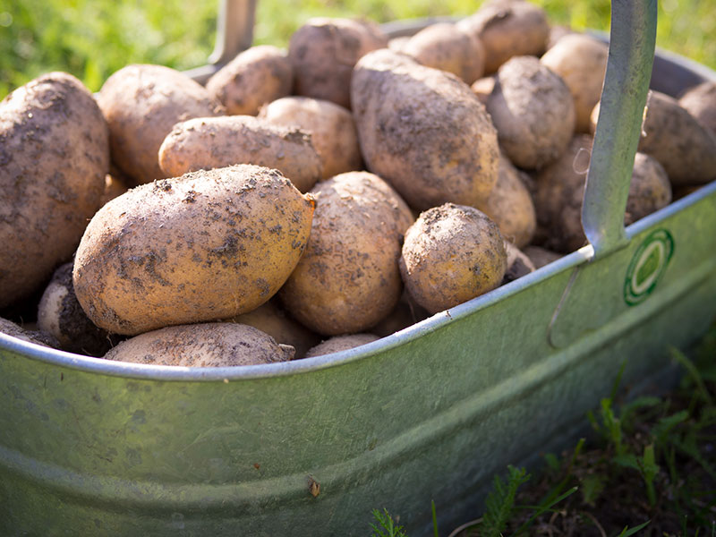 Erdäpfel - Kartoffel Ernte August 2014