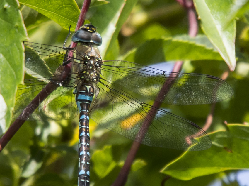 Libelle August 2014 (Dragonfly) Nahaufnahme
