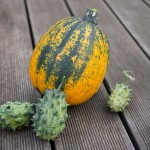 Kiwano und Zucchini im Herbst 2014