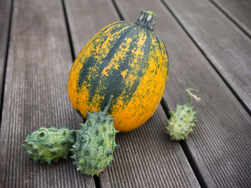 Kiwano und Zucchini im Herbst 2014