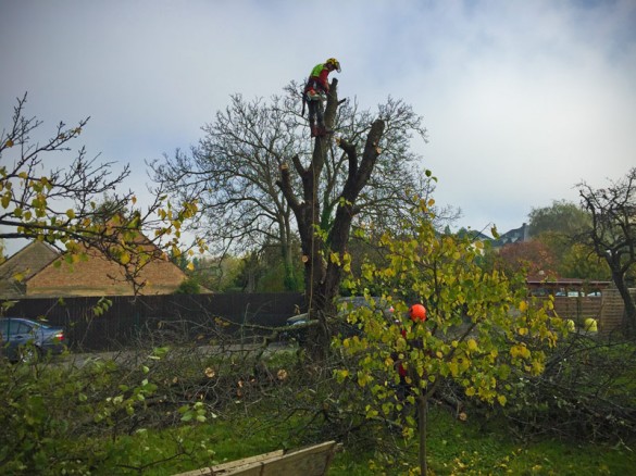 Der alte Kirschbaum wird gefällt