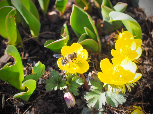 Fruehlingserwachen-Forchtenstein-Sonntag-Maerz-2015-04