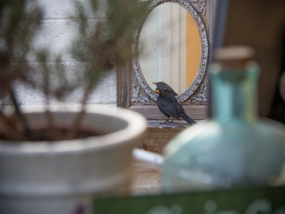 Amsel-ist-verliebt-ins-Spiegelbild-