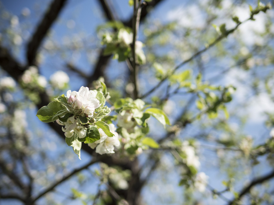 Apfel-blüht-April-2015-01