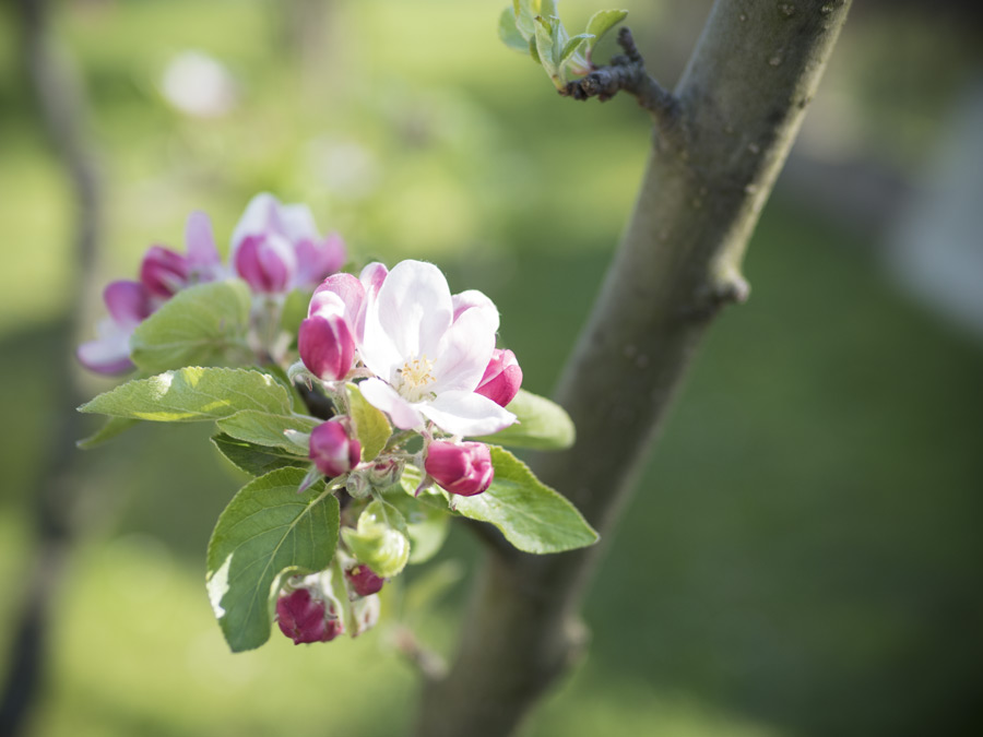 Apfel-blüht-April-2015-02