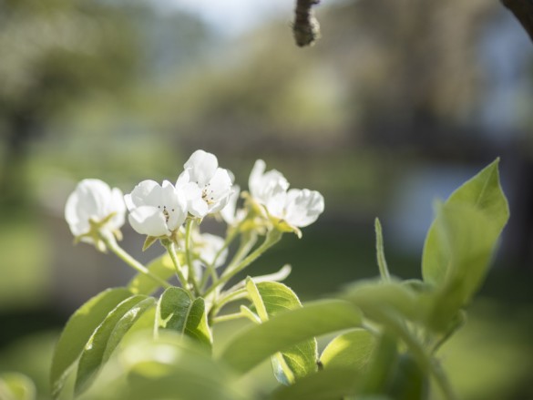 Birne-blüht-April-2015-01