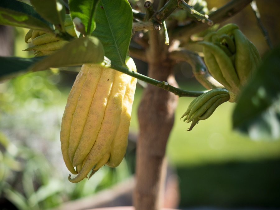 Citruspflanzen-Buddahfinger-überwintert-04-2015-04