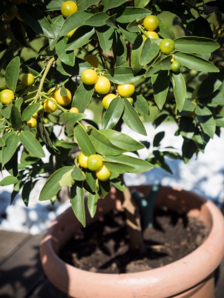 Citruspflanzen-Kumquat-überwintert-04-2015-02