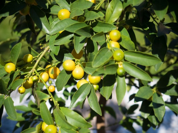 Citruspflanzen-Kumquat-überwintert-04-2015-03