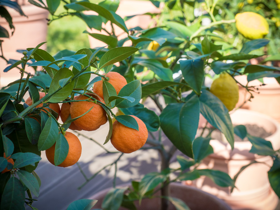 Citruspflanzen-überwintert-04-2015-01