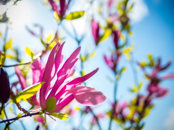 Magnolie-Burgenland-blüht-