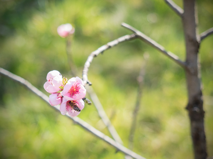 Nektarine-Blüte-04-2015-2