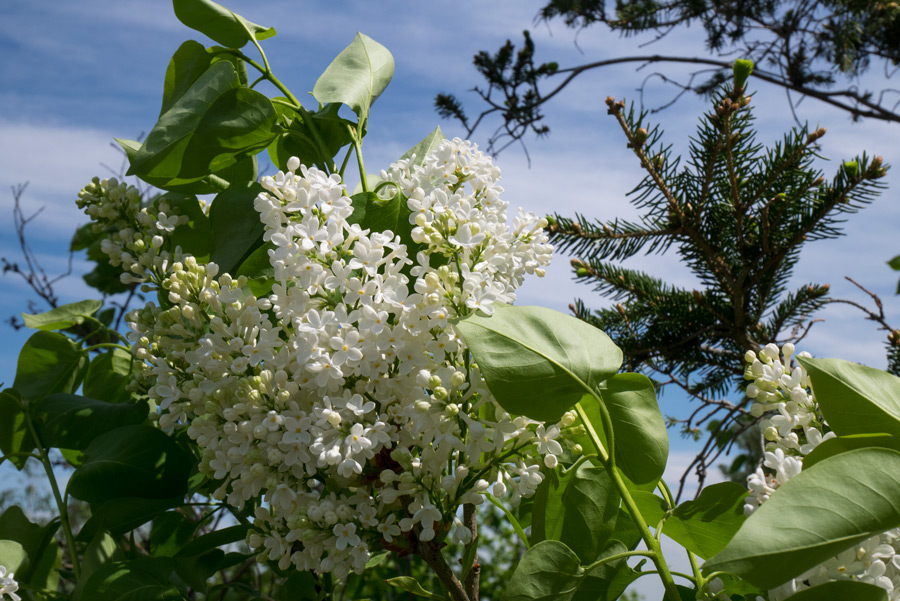 Ende-April-Flieder-blueht