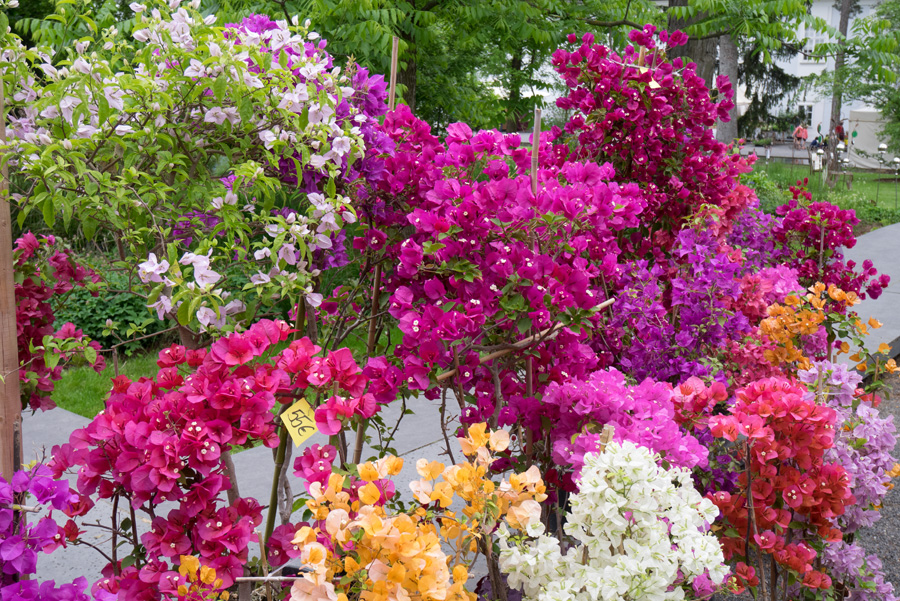 Gartenlust-Lackenbach-impressionen