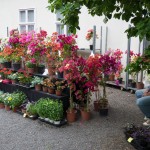 Gartenlust-Lackenbach-impressionen