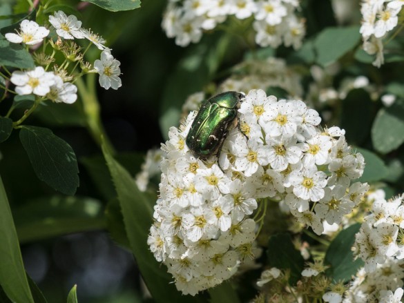 Rosenkäfer auf Spiraea