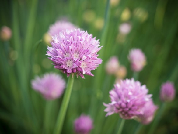 Schnittlauch-Blüte-essen