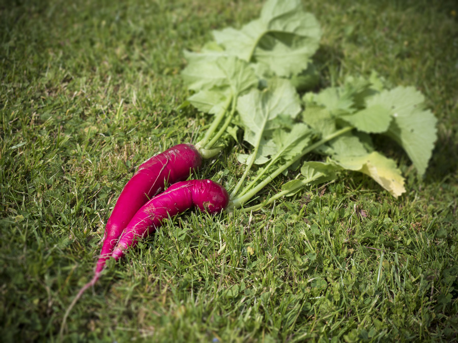 Roter Rettich aus dem Hochbeet