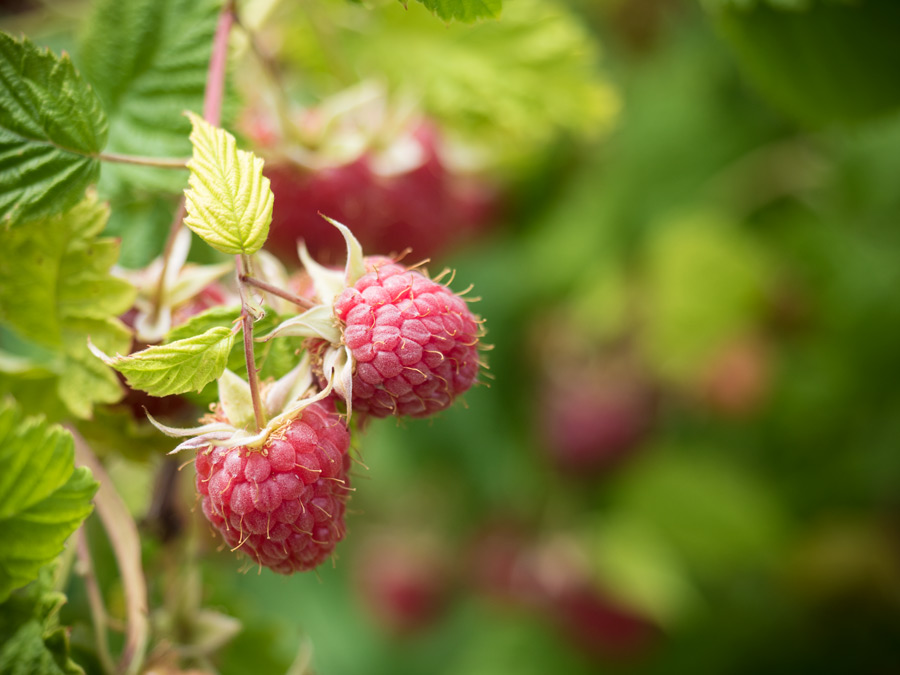 Himbeeren-reif-06-2015