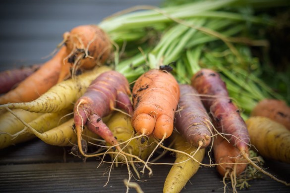 Karotten-Möhren-verschiedene-Sorten-Ernte-2015-Hochbeet