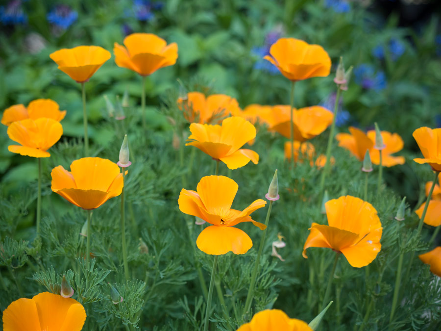 Mohn-gelb-orange