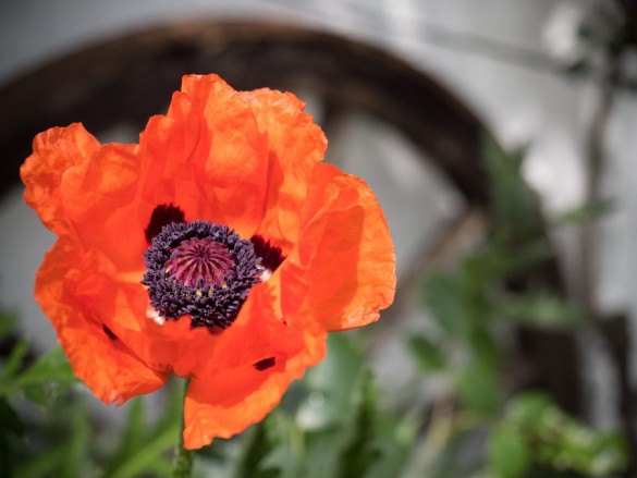 Tuerkischer-Mohn-Mai-2015