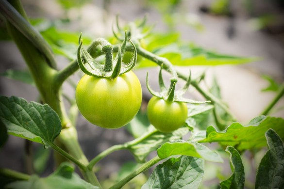 Paradeiser und Tomaten in Burgenland