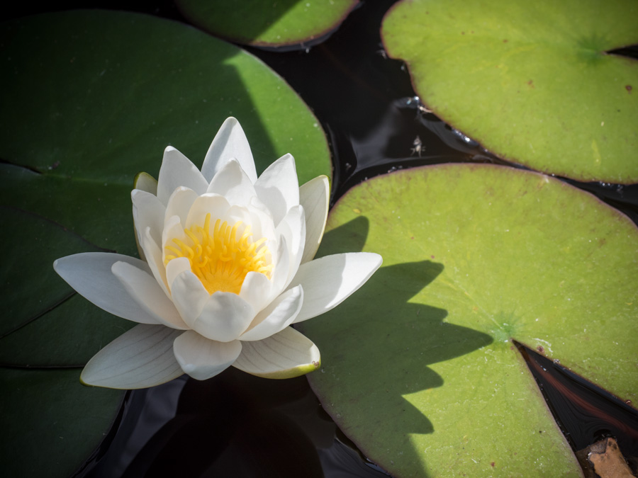 Seerose im Teich