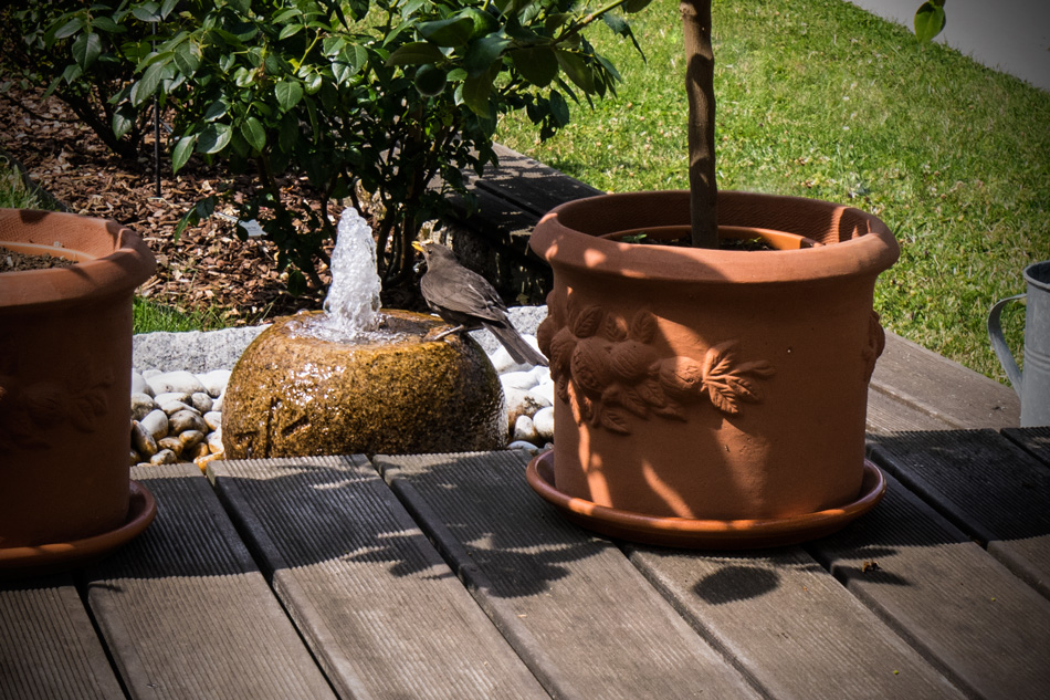 Amsel beim Trinken gefilmt